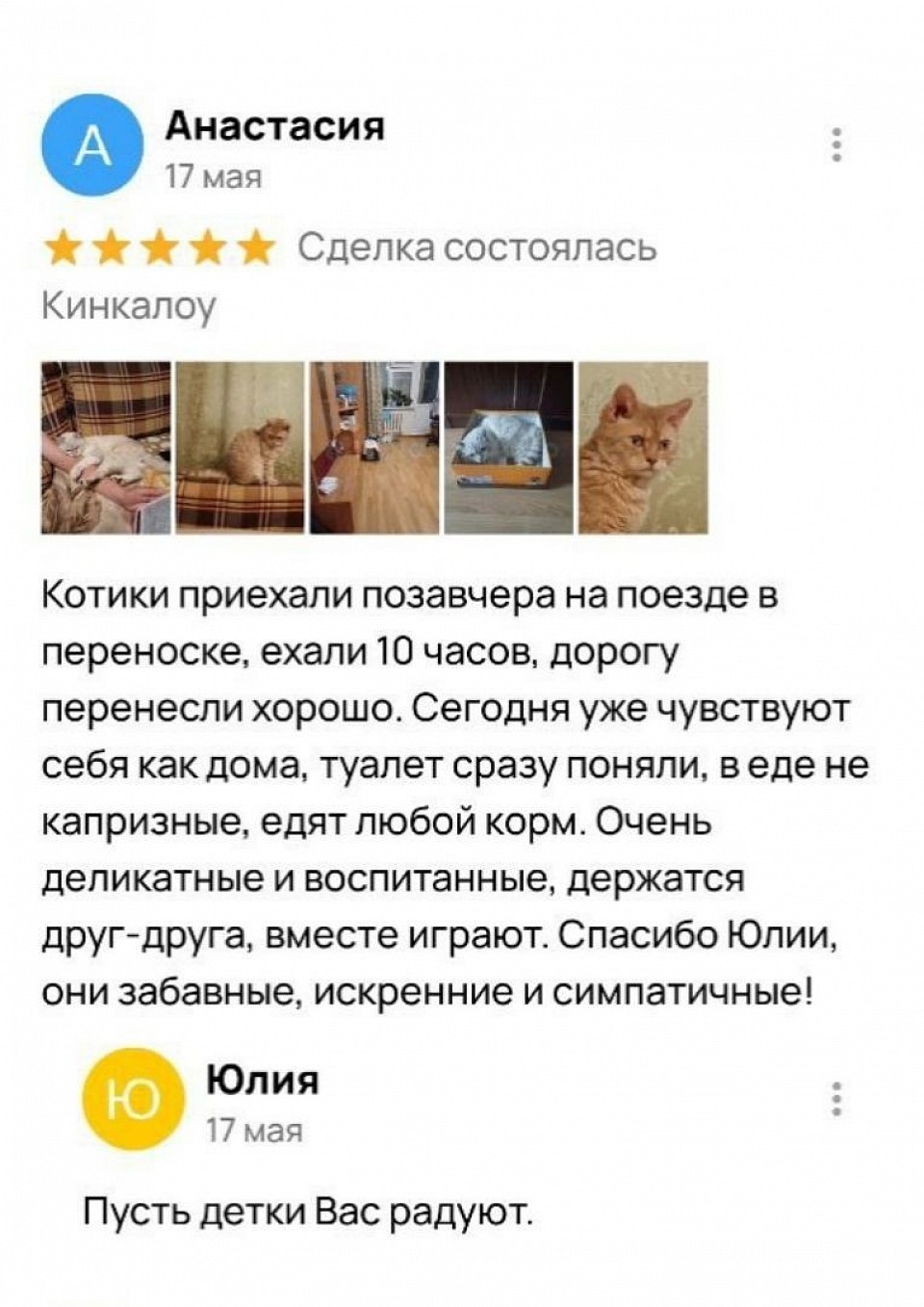 Отзыв о котятах